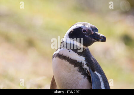 Magellanic Penguin portrait, Gypsy Cove, Falkland Islands