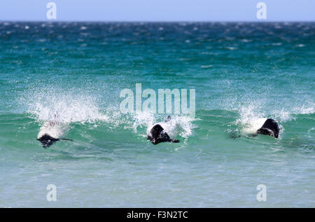 Commerson's Dolphins (Cephalorhynchus commersonii) Surfing off the Falkland Islands coast Stock Photo