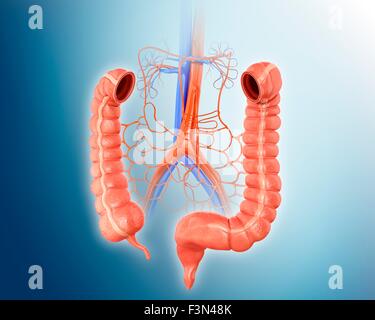 Abdominal Blood Supply, Illustration Stock Photo - Alamy