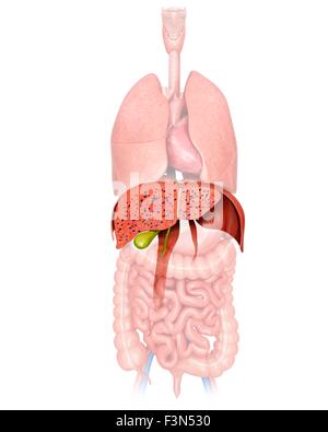 Cross Section Of Liver, Illustration Stock Photo - Alamy