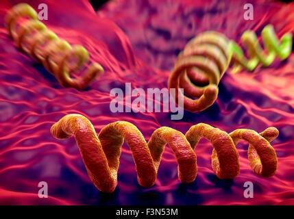 Treponema pallidum syphilis bacterium Stock Photo