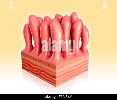 Small Intestinal Wall, Illustration Stock Photo - Alamy