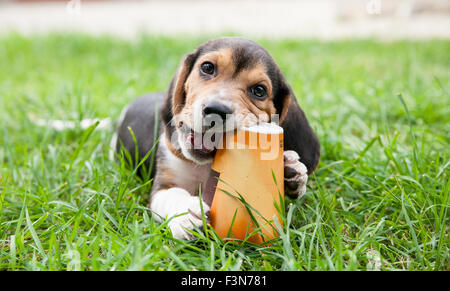 beagle puppy dog sits on grass and enjoys chewing up paper cup Stock Photo