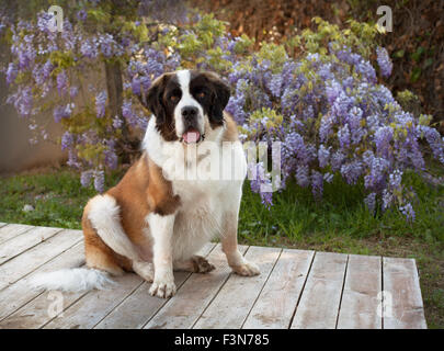 St. Bernard dog sits on wooden platform in front of purple wisteria vine flowers Stock Photo