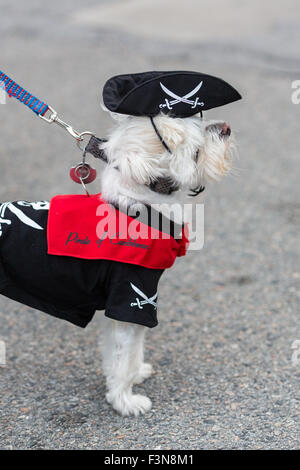 Tybee Island, Georgia, USA. 09th Oct, 2015. A costumed pirate puppy during the annual three-day Tybee Island Pirate Festival October 9, 2015 in Tybee Island, Georgia. Stock Photo