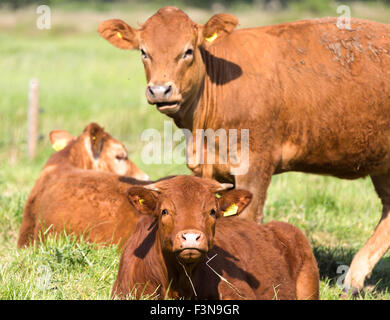 Limousin cattle grazing, Norfolk England UK Stock Photo