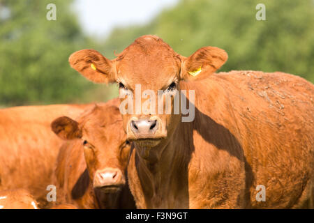 Limousin cattle grazing, Norfolk England UK Stock Photo