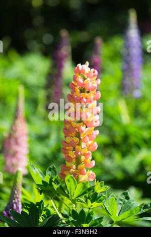 Lupins blooming in an english country garden. Norfolk Broads England UK Stock Photo