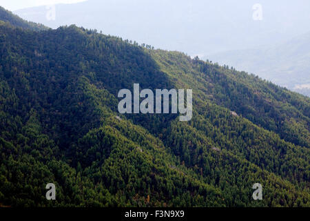 Forest around Tiger's Nest, Paro, Bhutan. Stock Photo