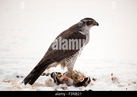Northern Goshawk (Accipiter gentilis) eating on it´s prey on a frozen lake, Sweden. Stock Photo