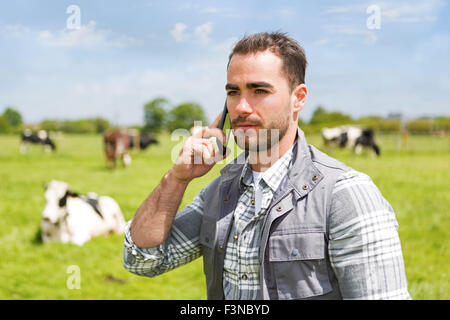 VIew of a Young attractive farmer in a pasture with cows using mobile Stock Photo