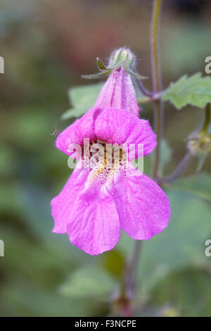 Rehmannia elata. Chinese foxglove flowers. Stock Photo