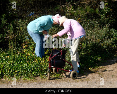 Two old ladies picking blackberries, Plymouth, Devon, UK Stock Photo