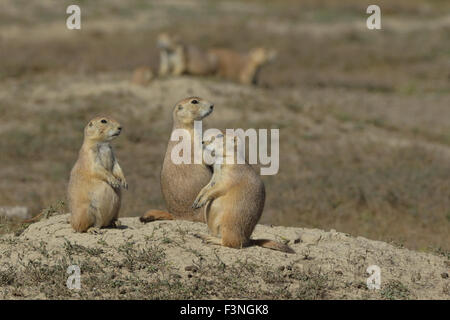 Prairie Dog (Cynomys ludovicianus), Theodore Roosevelt National Park, Trio Stock Photo