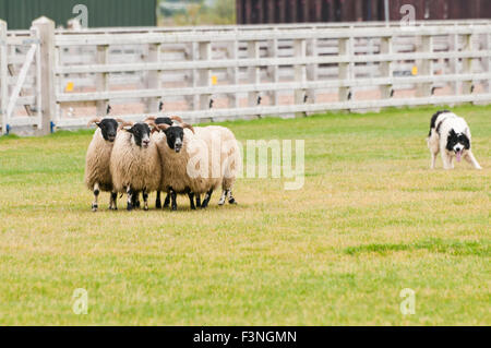 Lisburn, Northern Ireland. 10 Oct 2015 - A sheepdog rounds up four sheep in a field Stock Photo