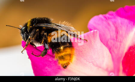 Macro close up of bee on pink petunia flower Stock Photo