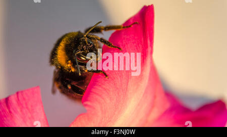Macro close up of bee on a pink petunia flower Stock Photo