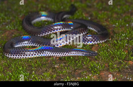 The image of Pied Bellied Shieldtail (melanophidium punctatum ) was taken in Amboli, Maharashtra, India Stock Photo