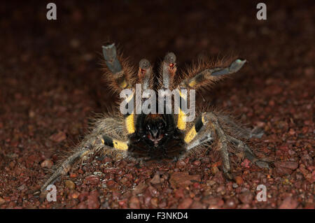 The image of Indian Ornamental spider ( Poecilotheria regalis ) was taken in Goa, India Stock Photo