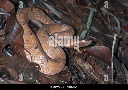 The image of Hump Nosed Pit Viper ( Hypnale hypnale ) was shot in Goa, India Stock Photo