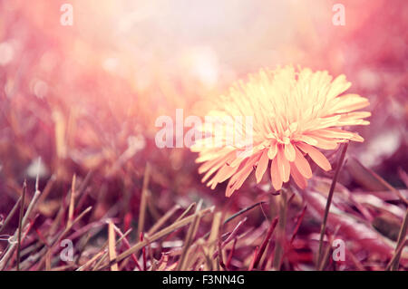 Spring. Dandelion flower in the grass, bathed in the sunlight. Retro instagram vintage picture. Stock Photo