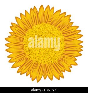 Large flowering sunflower with detailed florets, hand drawing vector illustration Stock Vector