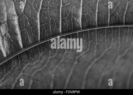 Black and White Leaf Stock Photo