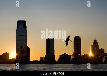 Sunset views of the Hudson River from Battery Park. A seagull just fish and the sun shines while hiding in one of the skyscraper