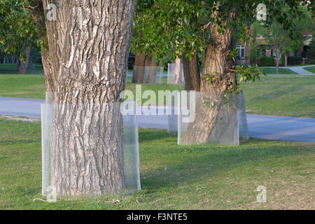 Balsam Poplar trees (Populus balsamifera) wrapped in wire for protection from beavers in city park Stock Photo