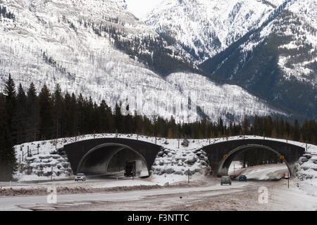 Wildlife crossing over Trans-Canada Highway to prevent wildlife-vehicle collisions Stock Photo