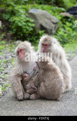 Wild Japanese macaques (Macaca fuscata) grooming a mother with baby on a path in a Japanese nature reserve, Yamanouchi Nagano Prefecture, Japan Stock Photo