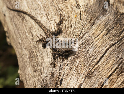 Small, brown lizard sunbathing on a tree branch in Tucson, Arizona Stock Photo