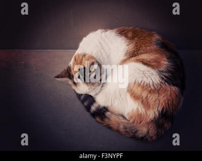 Cute cat sleeping curled on stone bench. Filtered image. Stock Photo