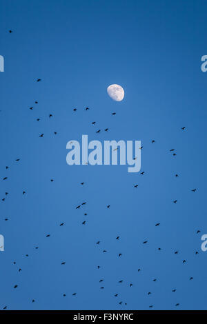 Migrating crows fly in the air with blue sky background and the moon Stock Photo