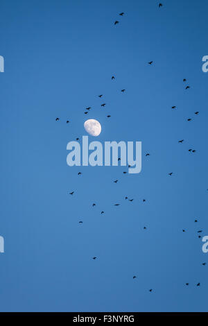 Migrating crows fly in the air with blue sky background and the moon Stock Photo