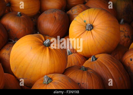 Harvested pumpkins in a farm barn in readiness for selling for Halloween, England, UK - October Stock Photo