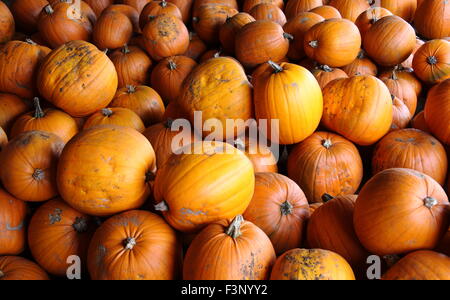 Harvested pumpkins in a farm barn in readiness for Halloween in England, UK - October Stock Photo