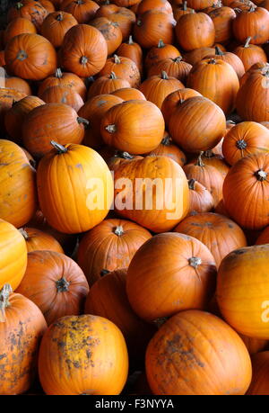 Harvested pumpkins stored in a farm barn for selling at Halloween in England, UK - October Stock Photo