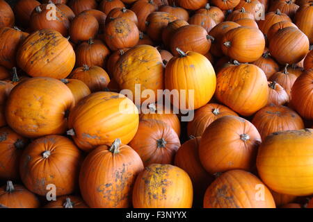Harvested pumpkins  stored in a barn in readiness for Halloween in England, UK - October Stock Photo