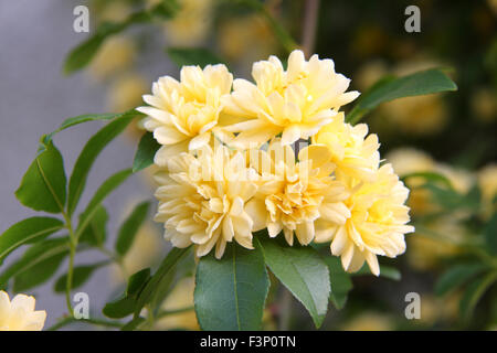 Banksia rose (Rosa banksiae) Stock Photo