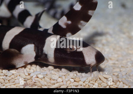 Brownbanded bamboo shark (Chiloscyllium punctatum) in Japan Stock Photo