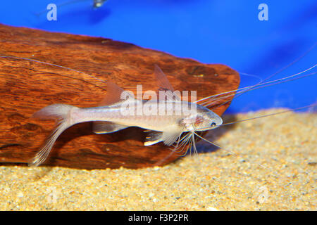 Bllackhand Paradise Fish (Polynemus melanochir) Stock Photo