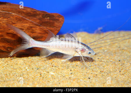 Bllackhand Paradise Fish (Polynemus melanochir) Stock Photo