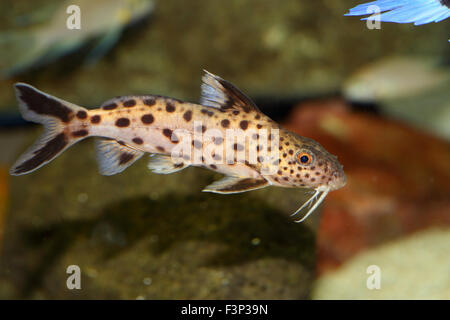 Cuckoo catfish (Synodontis multipunctatus) in Lake Tanganyika Stock Photo