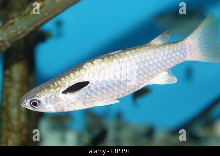 Mangrove mullet hi-res stock photography and images - Alamy