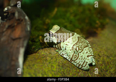 Amazon milk frog (Phrynohyas resinifictrix) Stock Photo