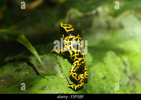 Yellow-headed poison frog or Yellow-banded poison dart frog (Dendrobates leucomelas) in South America