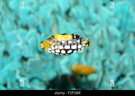 Clown triggerfish (Balistoides conspicillum) in Japan Stock Photo