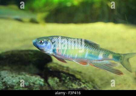 Pale chub (Zacco platypus) in Japan Stock Photo - Alamy