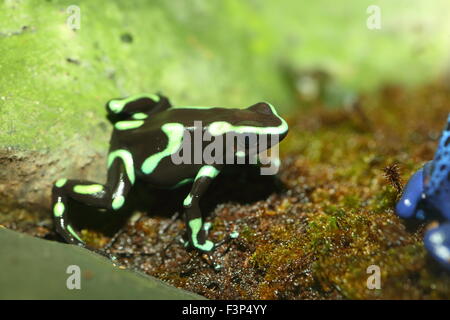 Three-striped Poison Dart Frog (Epipedobates tricolor) Stock Photo